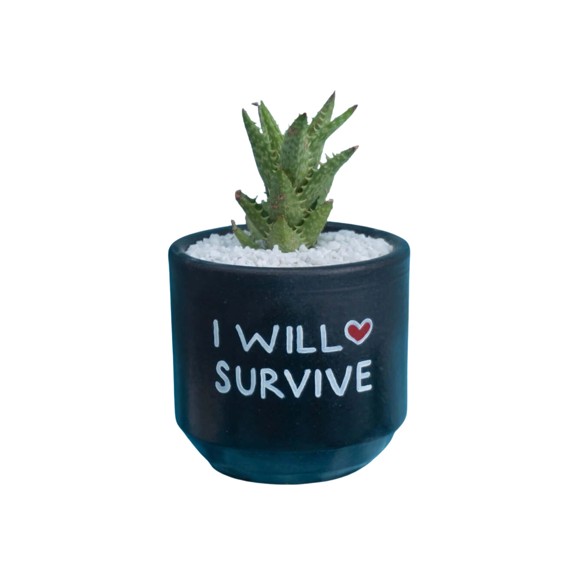 Candle Wick Store Planter I Will Survive (Only Available in Karachi)
