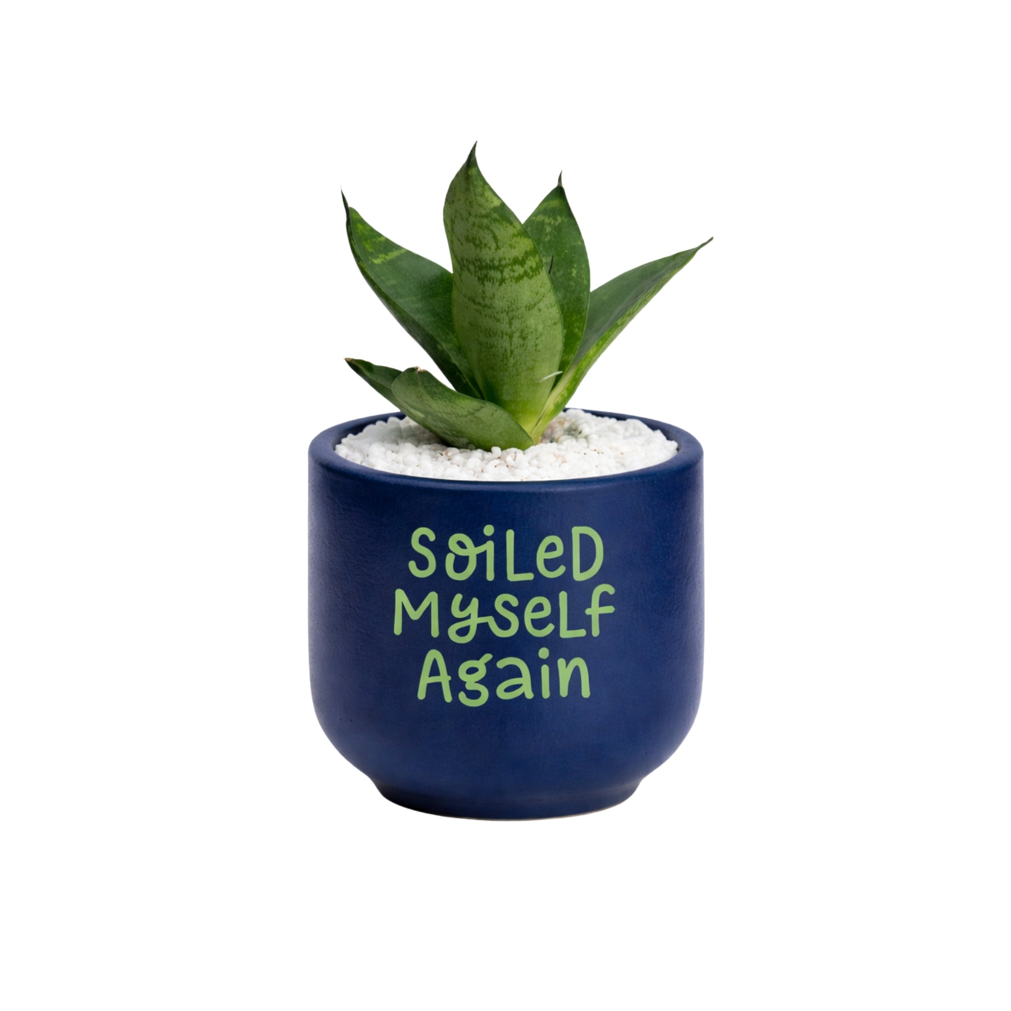 Candle Wick Store Planter Soiled Myself Again Only Available in Karachi