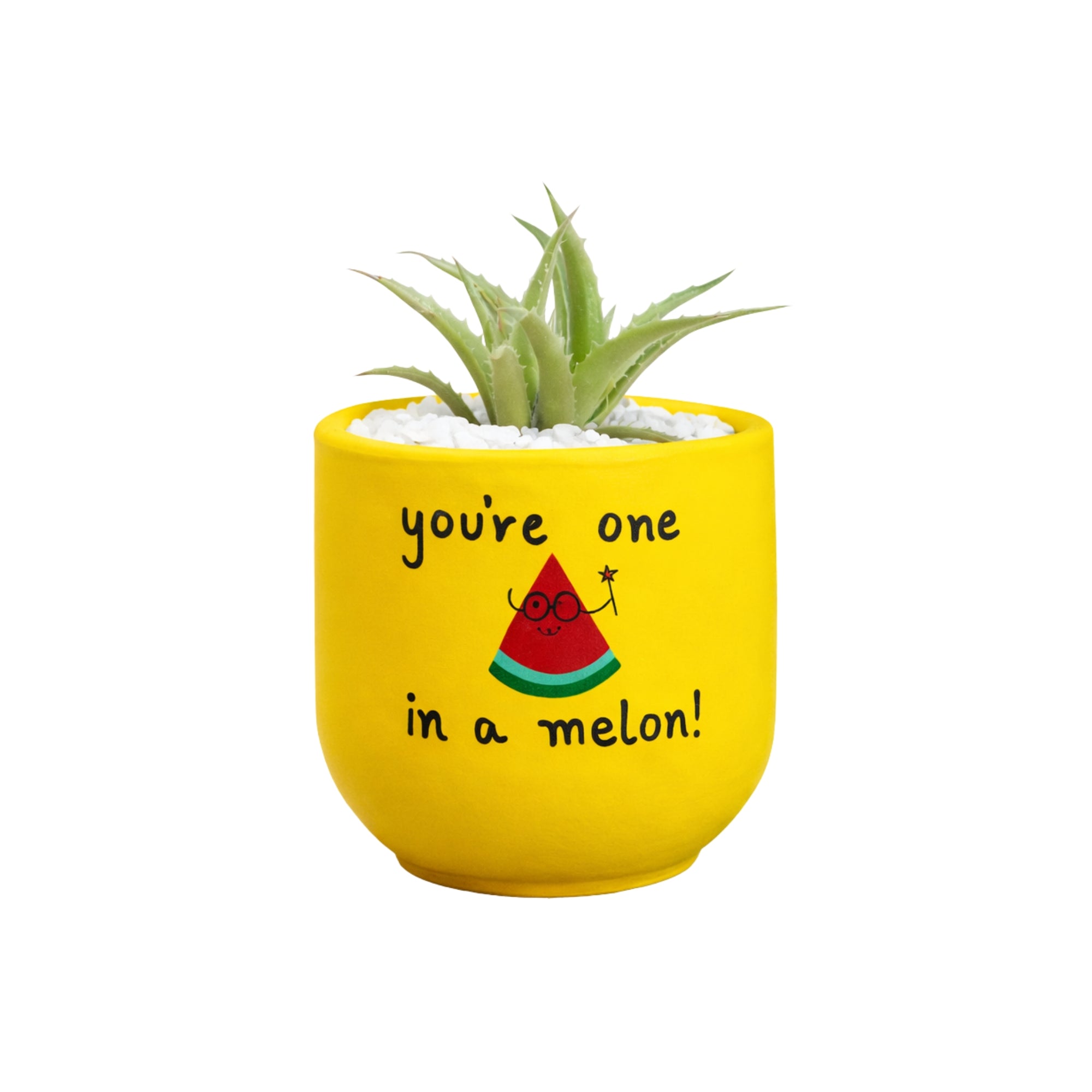 Candle Wick Store Planter You’re One in a Melon Only Available in Karachi