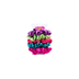 GOmicro Scrunchie Without Tail Set