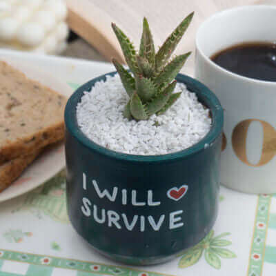 Candle Wick Store Planter I Will Survive (Only Available in Karachi)
