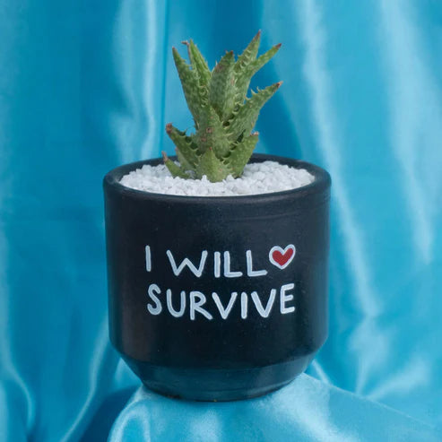 Candle Wick Store Planter I Will Survive (Only Available in Karachi)