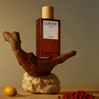 loewe solo cedro eau de toilette pour homme 100ml price