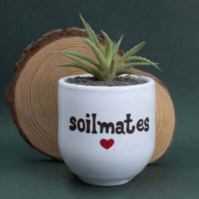 Candle Wick Store Planter Soil Mates (Only Available in Karachi)