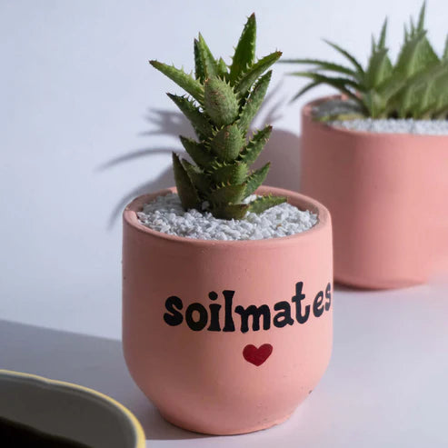 Candle Wick Store Planter Soil Mates (Only Available in Karachi)